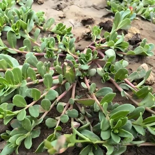 �R�X�{�ἃ��sĤ���x�����O(sh��)��